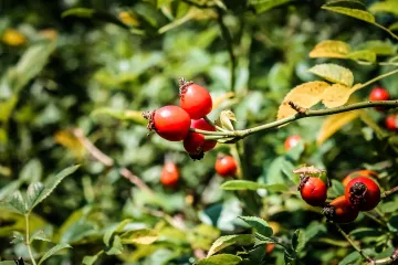 Branje šipka: kada brati šipak?