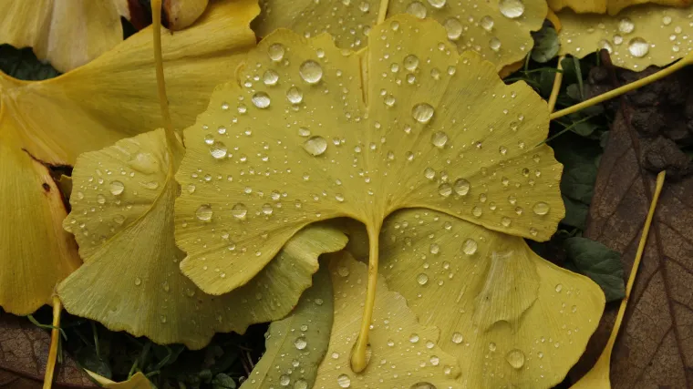 Dvorežnjasti ginko: drvo kao simbol dugovječnosti