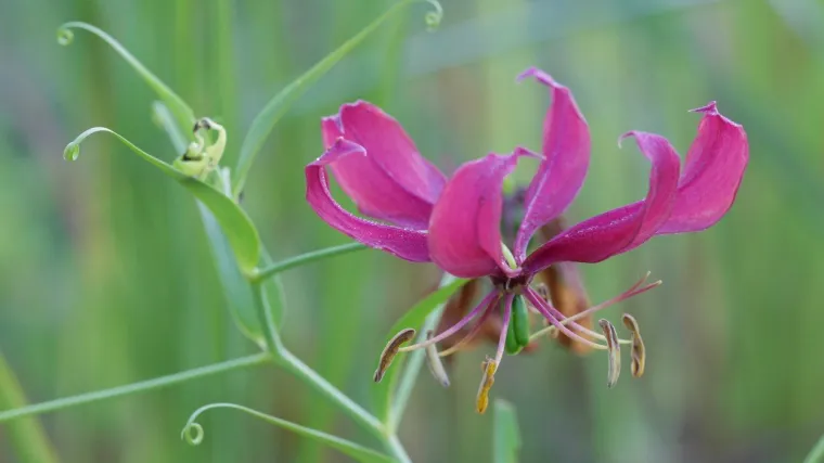 Vatrena kruna: Kako pravilno uzgajati vatrenu krunu?