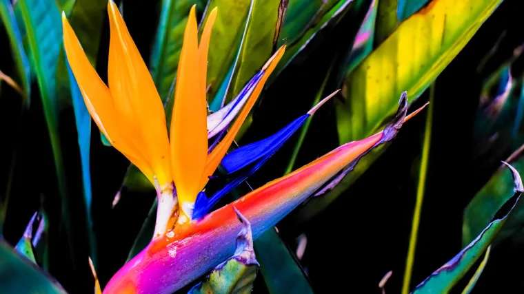 Bijela strelicija: tropska biljka egzotičnog izgleda