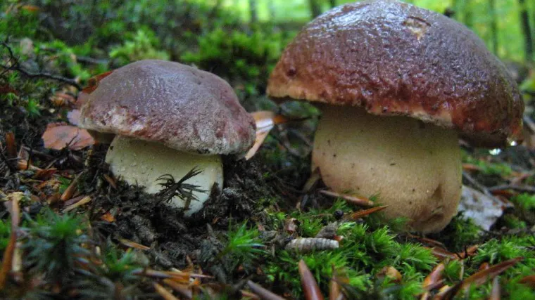 Brezov vrganj: saznajte sve o ovoj jestivoj gljivi