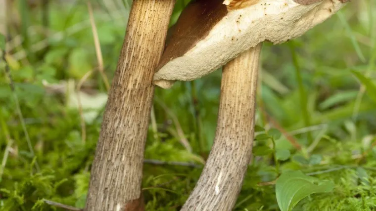 Brezov djed: Kako prepoznati ovu gljivu?