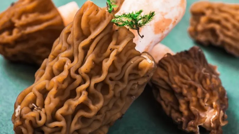 Če&scaron;ka smrčkovica: malena gljiva mje&scaron;inarka samoniklog rasta