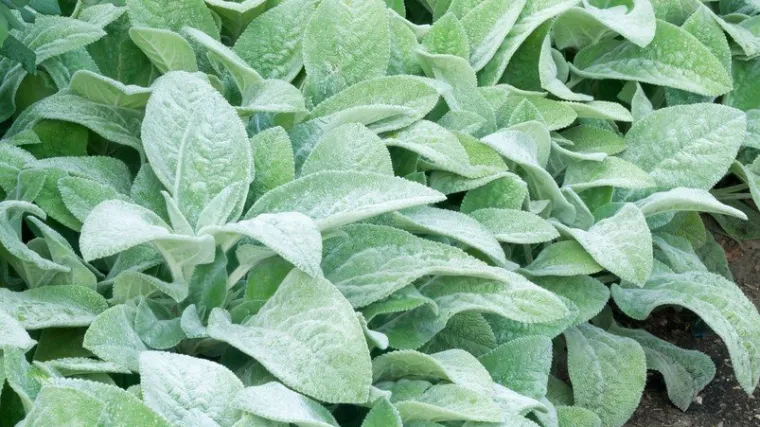 Zečje u&scaron;i: Saznajte sve o ovoj zanimljivoj biljci nalik zečjim u&scaron;ima