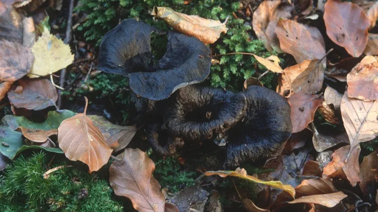 Crna trubača: Saznajte sve o ovoj aromatičnoj gljivi