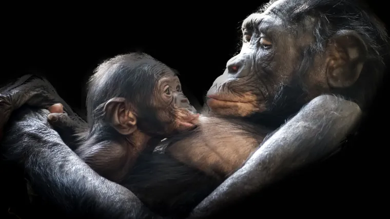 Novo otkriće! Gorile su uredile dru&scaron;tvo kao ljudi: Imaju duga prijateljstva, obitelj, staleže...