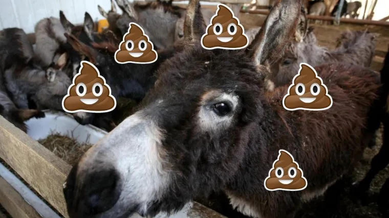 Magareći izmet prodaje se kao hrvatski suvenir: 'Idealan je poklon za svakog &scaron;efa'