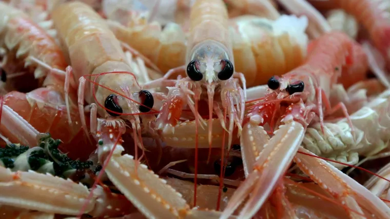 Kupila pokvarene &scaron;kampe: 'Otkinuli smo rep, iz njega je počela curiti sluz i trulo meso tamnozelene boje'