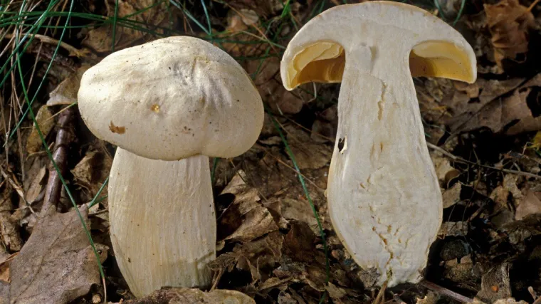 Olovasta rudoliska: otrovna gljiva koja može uzrokovati opasna trovanja