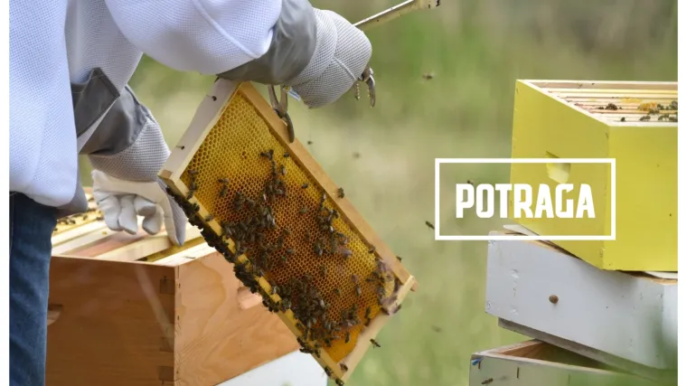 Pomor pčela u Americi i Europi: Istražujemo za&scaron;to će ovo biti jedna od najgorih godina i u Hrvatskoj