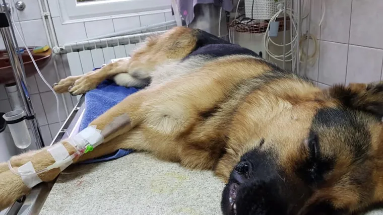 Nakon &scaron;to su ga pretukli Rex se oporavlja: Napravio je prve korake, no i dalje mora k veterinaru
