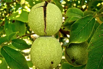 Znate li kako se i zašto izvodi gnojidba oraha?