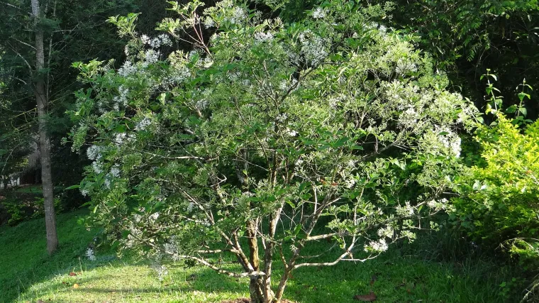 Znate li za što se koristi i kakav je Malabarski orah