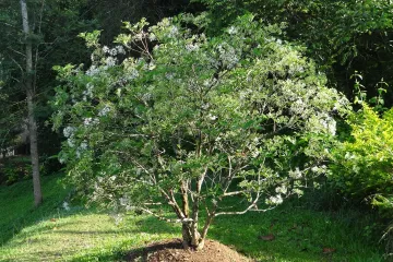 Znate li za što se koristi i kakav je Malabarski orah