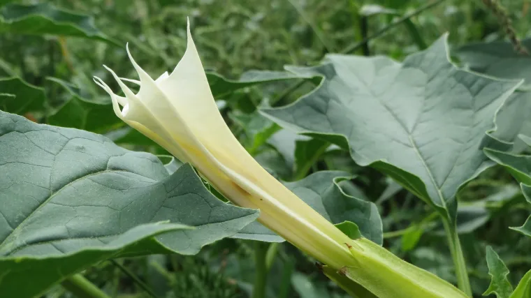 Datura metel ljekovita biljka s kojom treba oprezno