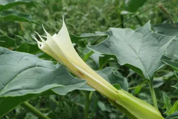 Datura metel ljekovita biljka s kojom treba oprezno