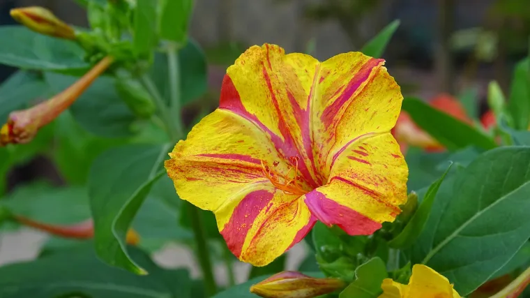 Peruanski noćurak kao ukras ali i jestiva biljka