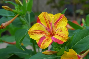 Peruanski noćurak kao ukras ali i jestiva biljka