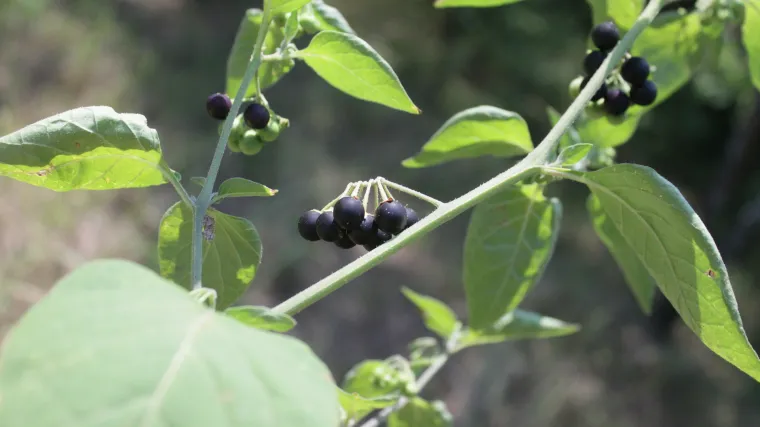 Crna pomoćnica jestiva je ali i otrovna biljka