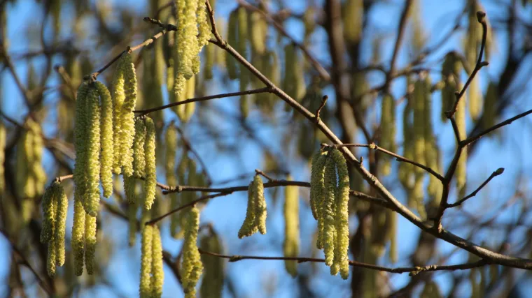 Indijska breza - posebna vrsta breza