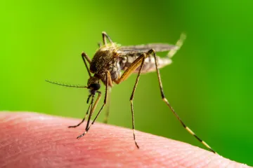 Epidemija na Filipinima: Tropska groznica odnijela više od 600 života