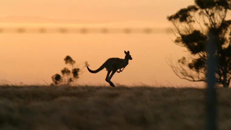 Klokan tobolčar: Saznajte sve o ovoj autentičnoj životinji