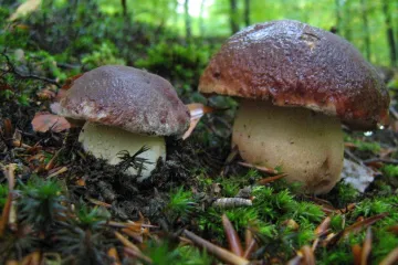 Kako u šumi prepoznati šiljastonogi vrganj?