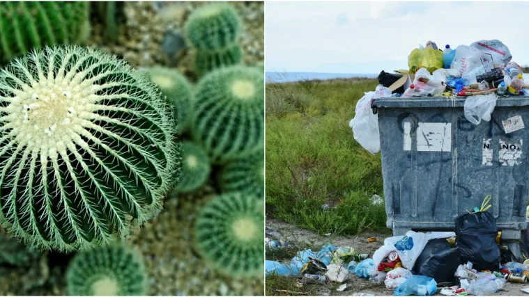 Može li pustinjski kaktus rije&scaron;iti globalni problem? Znastvenici su optimistični i imaju velike planove