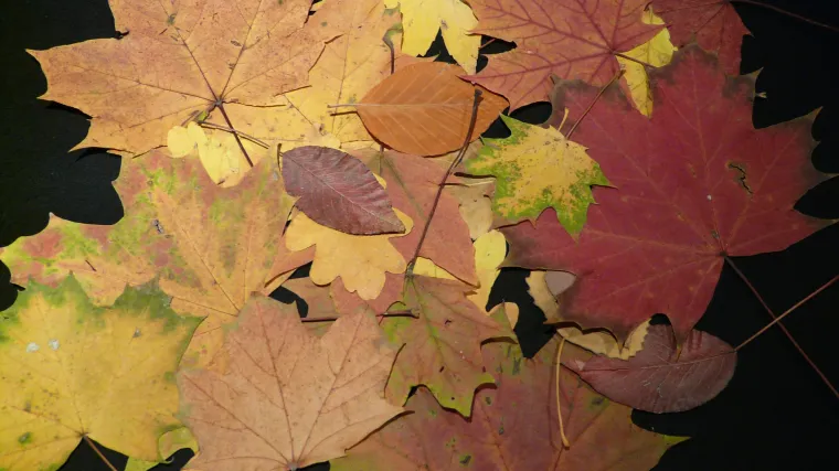 Znate li kako izraditi herbarij?