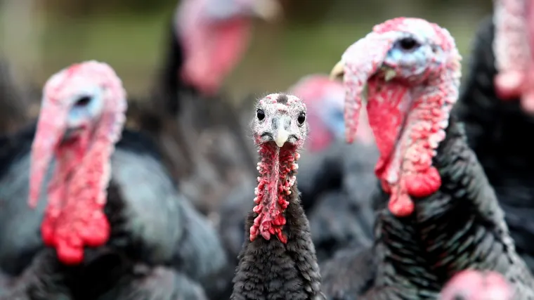 Potražnja za zagorskim puranom čak i u dalekoj Kini: 'Otvaraju se dva izuzetno bitna trži&scaron;ta'