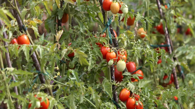 Kako uspje&scaron;no uzgojiti vrt u teglama?