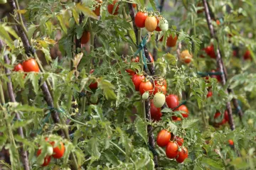 Kako uspje&scaron;no uzgojiti vrt u teglama?