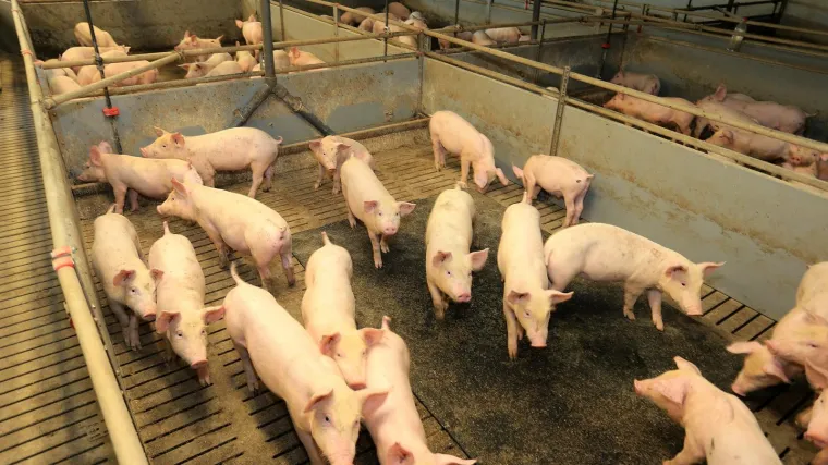 BiH uvela mjeru zabrane uvoza mesa iz Srbije zbog afričke svinjske kuge