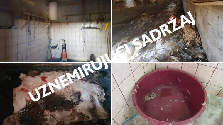 Policija i inspektorat upali u ilegalnu klaonicu: Raspadnuti le&scaron;evi, smrad i prljav&scaron;tina