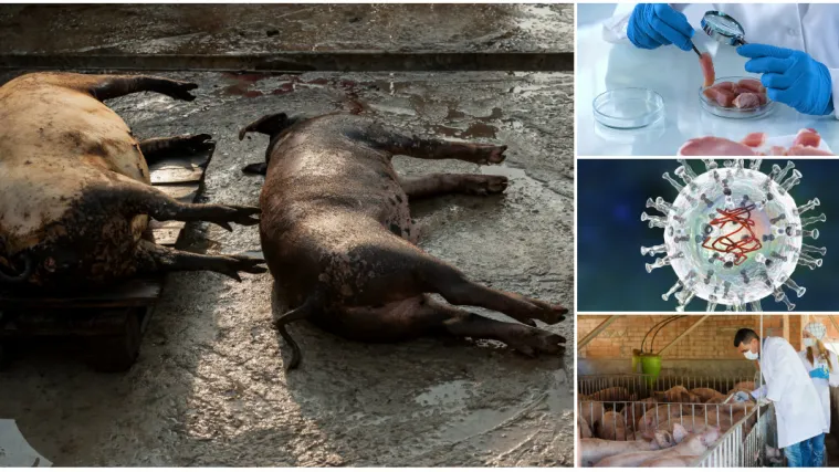 Službeno je: U Srbiji potvrđena afrička svinjska kuga! Mnoge zemlje već su zabranile uvoz mesa iz Srbije