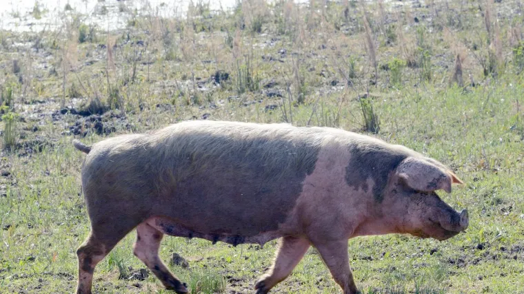 Opasna bolest stigla u hrvatsko susjedstvo