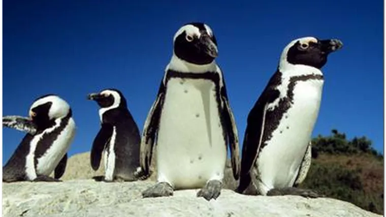 Nepoznata vrsta: Pronađen fosil prapovijesnog pingvina veličine čovjeka