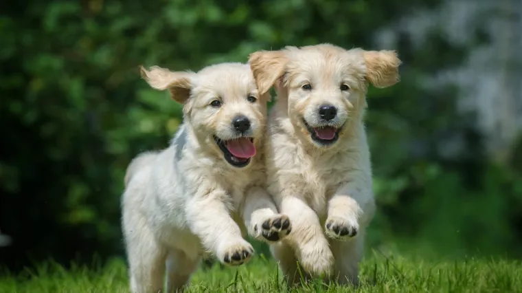 'Kakav čovjek to mora&scaron; biti ustrijeli&scaron; dva psa u dvori&scaron;tu i pobjegne&scaron;'