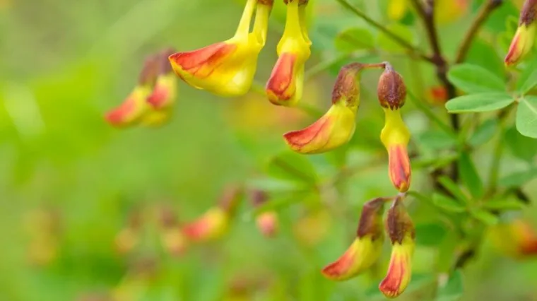 Grmoliki gra&scaron;ar: Saznajte sve o ovoj zanimljivoj biljci