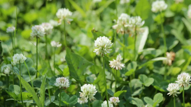 Aleksandrijska djetelina: Djetelina koja daje visoko kvalitetnu krmnu hranu