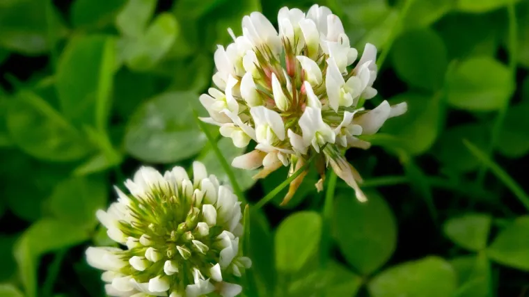 Uskolisna djetelina: Gdje raste i kako izgleda ova biljka?