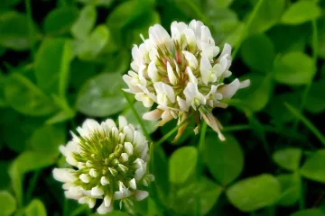 Uskolisna djetelina: Gdje raste i kako izgleda ova biljka?