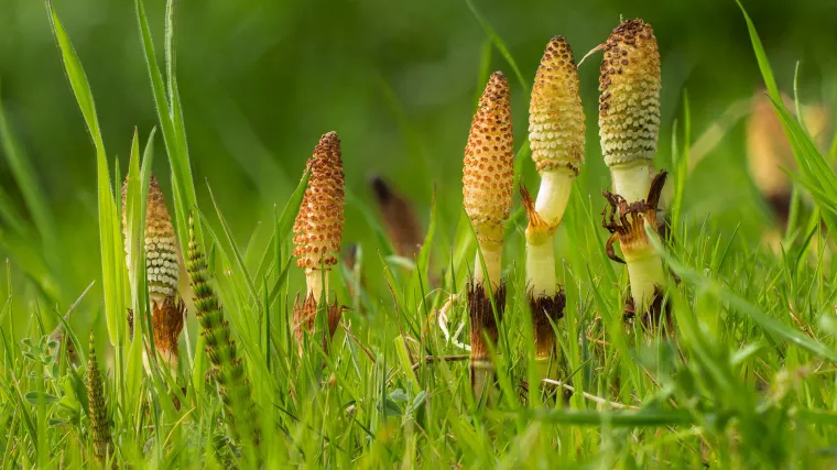 Preslica stani&scaron;te: Na kakvim područjima raste preslica?