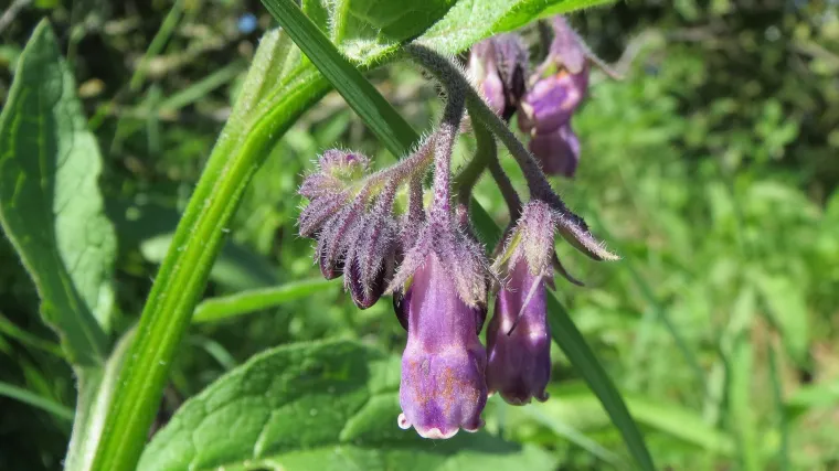 Gavez stanište: Gdje raste biljka gavez?