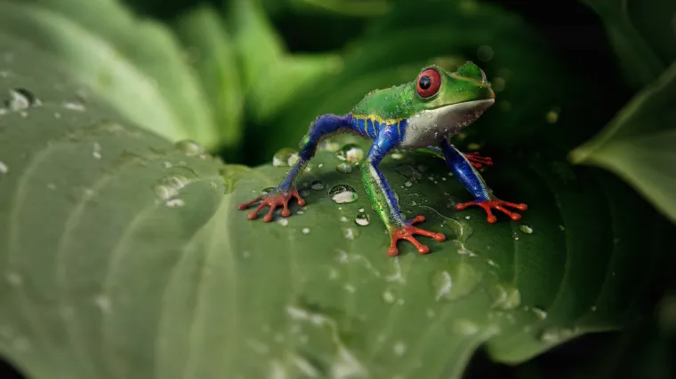 Koje sve vrste vodozemaca poznajete?