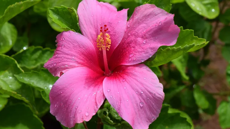 Zeljasti hibiskus: Saznajte sve o zeljastom hibiskusu