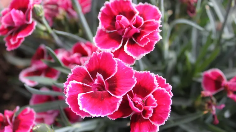 Saznajte koje su najpoznatije višegodišnje biljke za kamenjare