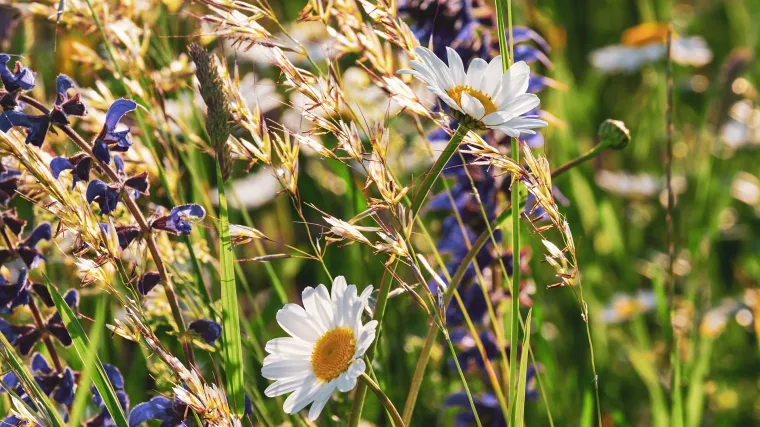 Dvori&scaron;no cvijeće: Koje je dvori&scaron;no cvijeće najjednostavnije za uzgoj?