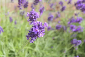 Kadulja stanište: Na kojim područjima raste kadulja i kako izgleda?
