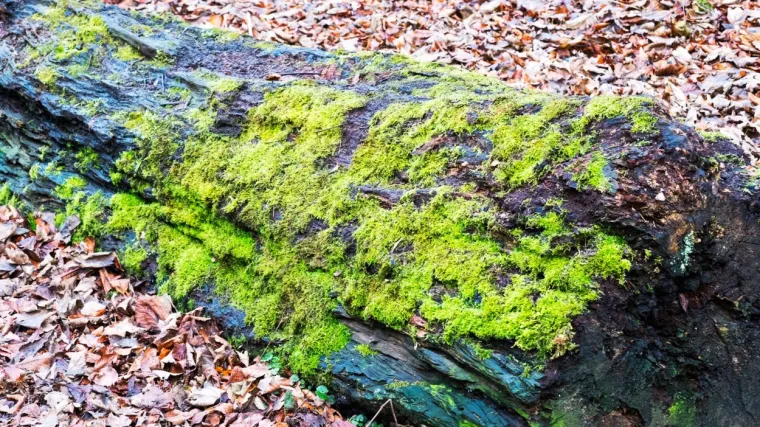 Mahovina stanište: Na kakvim mjestima rastu mahovine?